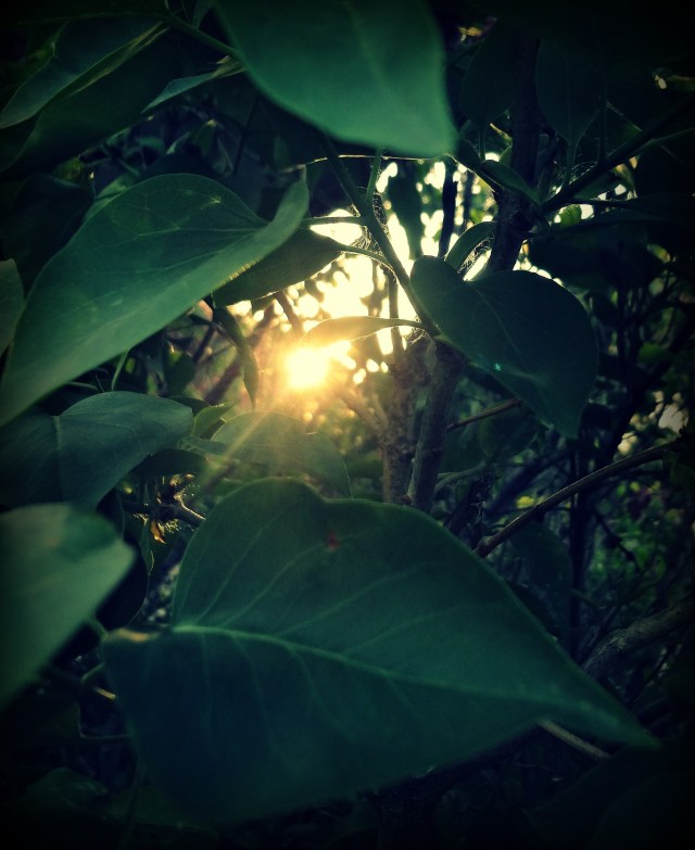 ray of light