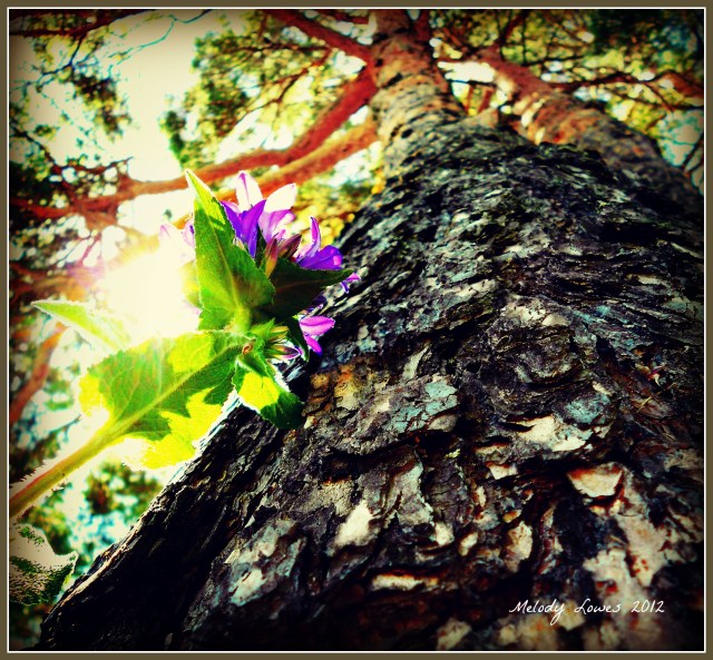 Bellflower Pine