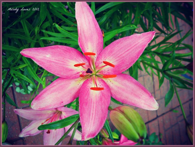 Pink Lily
