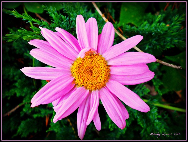 Pink Painted Daisy 2