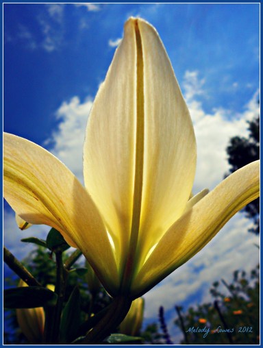 White Lily