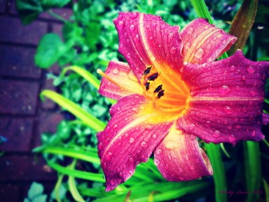 Rainy Purple Daylily