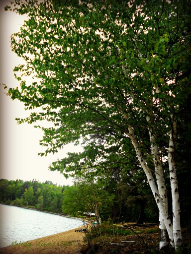 Waskesiu birch