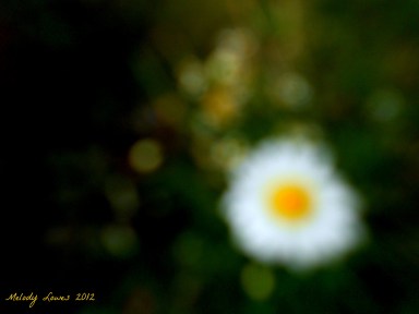 Blurry Daisy