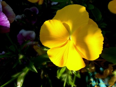 Shadowed Pansy