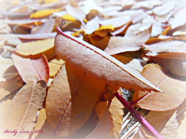 frosty leaves