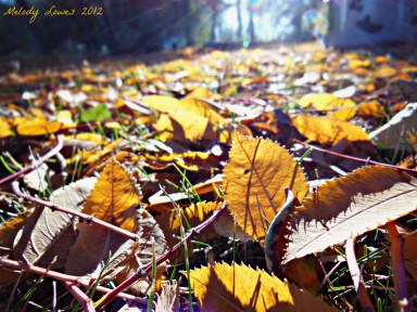 sunlit leaves