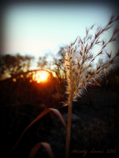 sunset grass