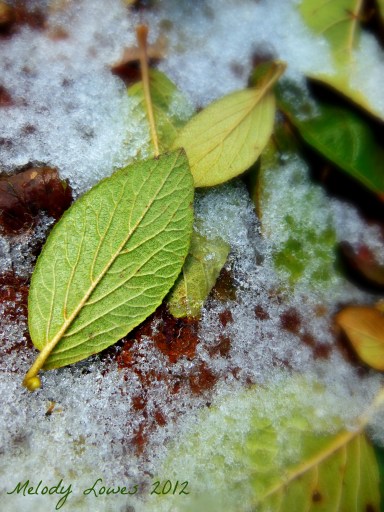 frozen leaves