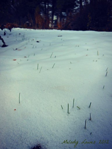 grass in snow