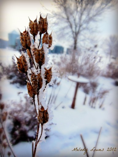 delphinium seed head