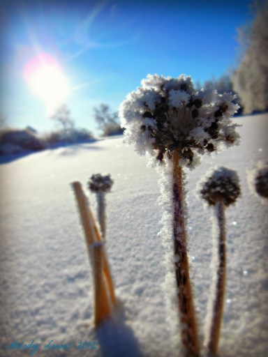 frosty chives