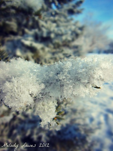 fuzzy hoarfrost spruce
