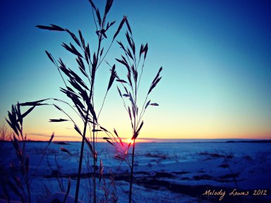 grass seeds sunset