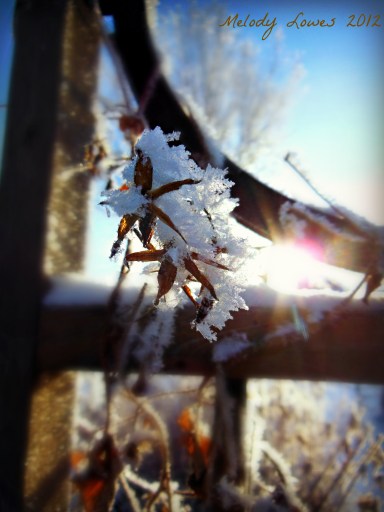 morning frost on trellis