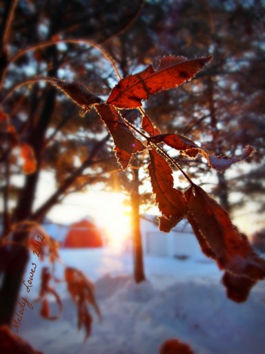 Morning mountain ash