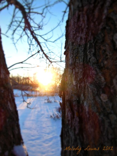sunset tree