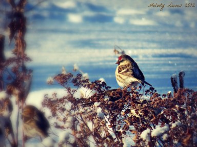 Winter Sparrow