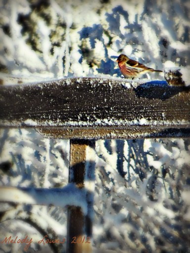 wintry redpoll
