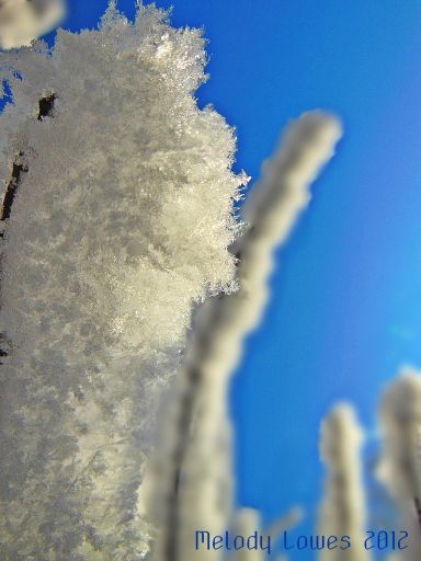 frostedbranchdetail