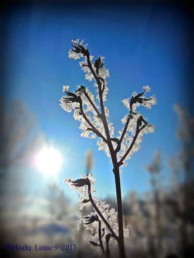 highlightedmonkshood