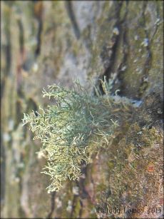 lichen