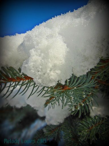 snowybluespruce