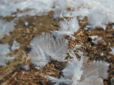 frostfeathers2.jpg