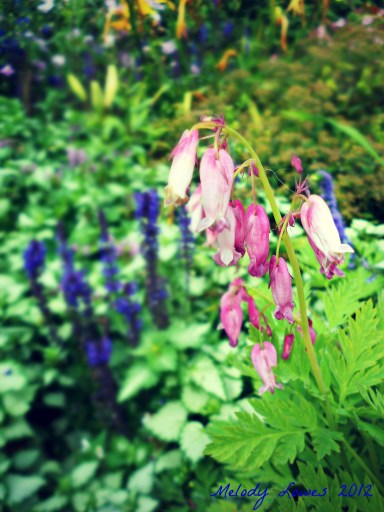Bleeding Hearts salvia
