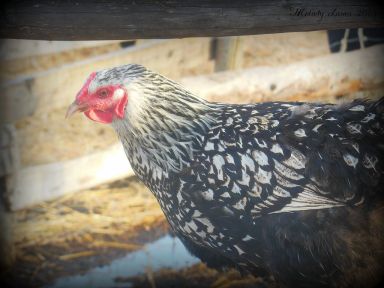 chicken.jpg