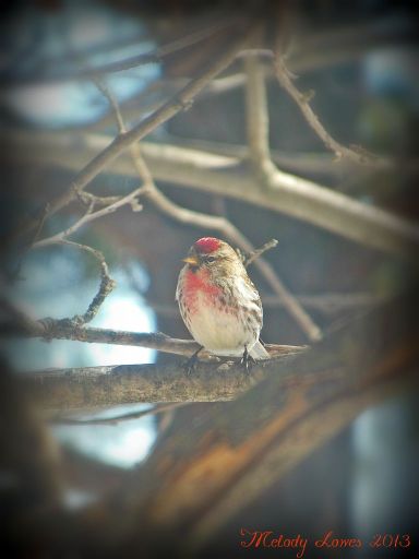 happybird.jpg