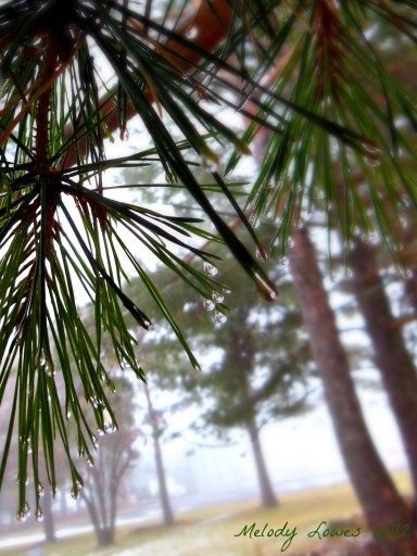 pines in the fog