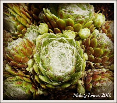 Spider's Web Hens and Chicks