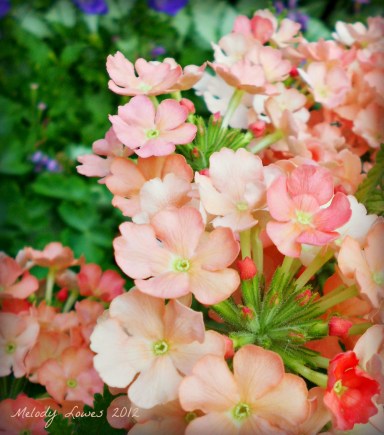 Verbena close-up