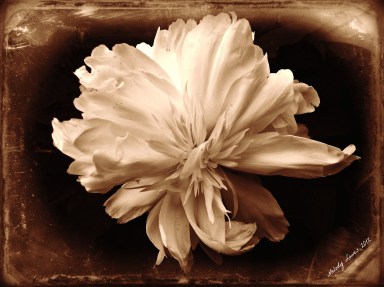 White Peony