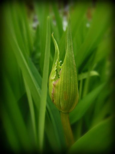 daylilybud.jpg