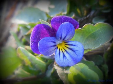 firstflower.jpg