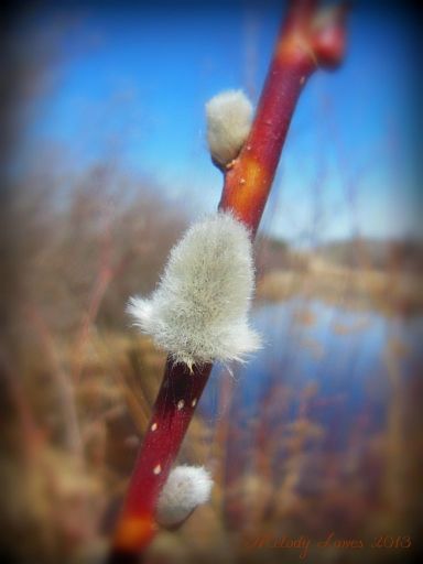 pussywillow.jpg