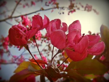 crabappleblossoms.jpg