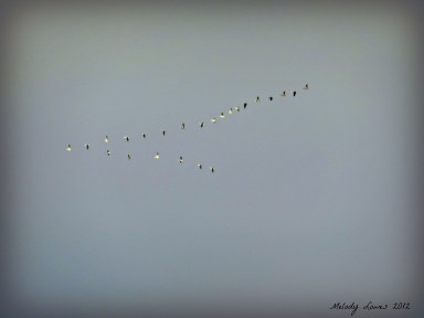 geese in flight