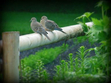 mourningdoves.jpg