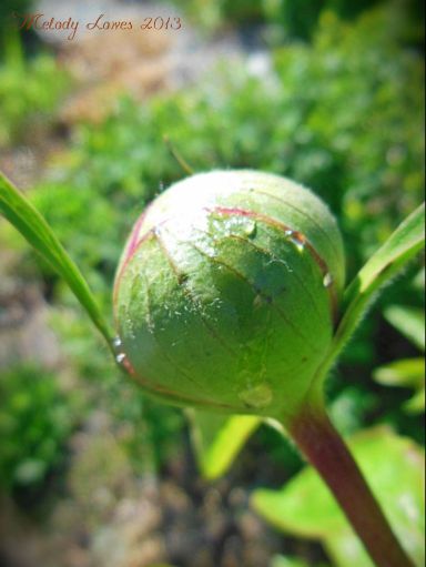 peonybud.jpg