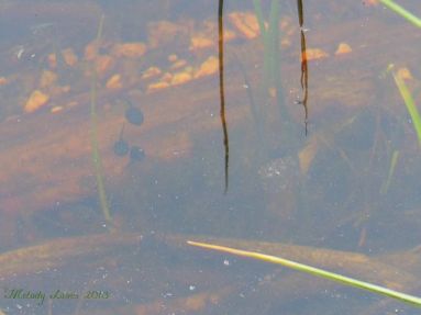 tadpoles.jpg