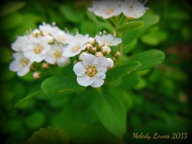 whitespirea.jpg