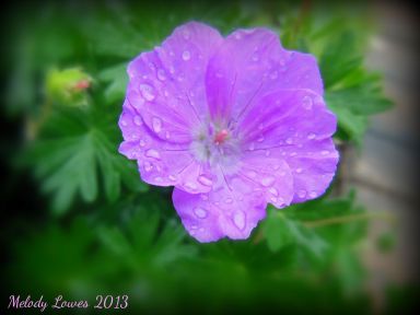 cranesbill-geranium-rain.jpg