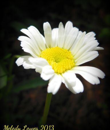 daisy-bright.jpg