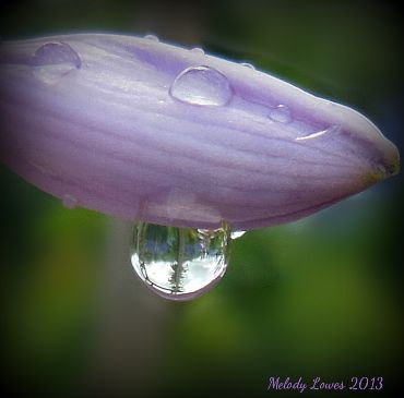 hosta-bud-raindrop.jpg