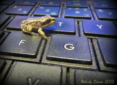keyboardfrog.jpg