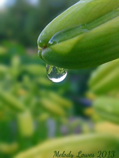lily-bud-raindrop.jpg