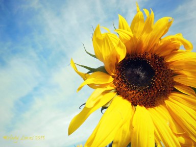 bright sunflower